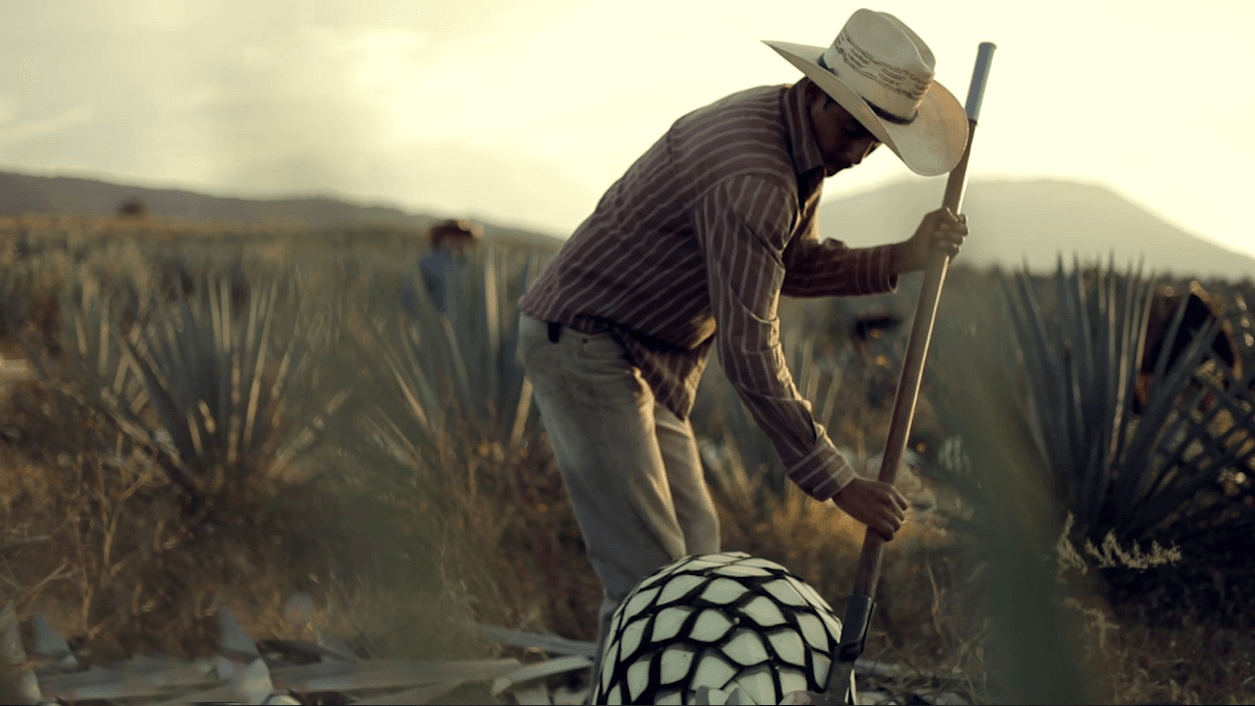 Tequila Production Process The 7 Stages Of Tequila Production | Tequila | Australia ...